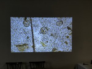 Bienenuntersuchung 2020